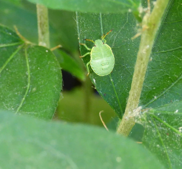 Pentatomidae - címerespoloskák Pentatomidae - címerespoloskák