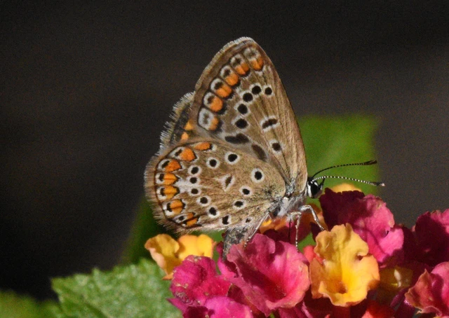 Polyommatus icarus - közönséges boglárka