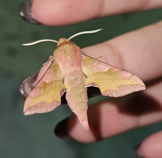 Deilephila porcellus - piros szender