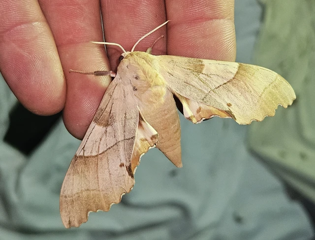 Marumba quercus - tölgyfaszender