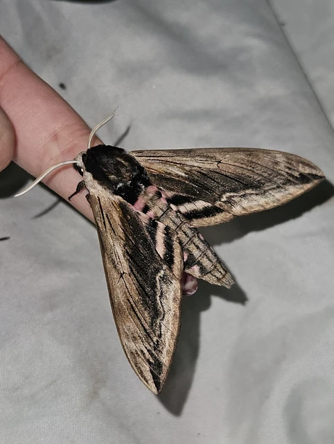Sphinx ligustri - fagyalszender