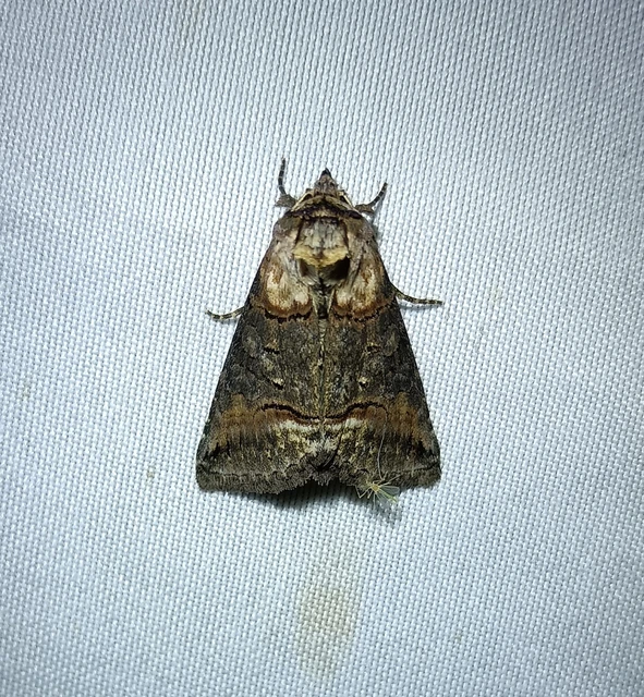Abrostola agnorista - sziklalakó csalánbagoly
