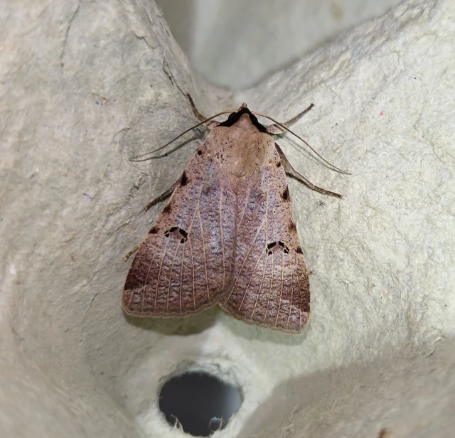 Lygephila craccae - gyakori csüdfűbagoly