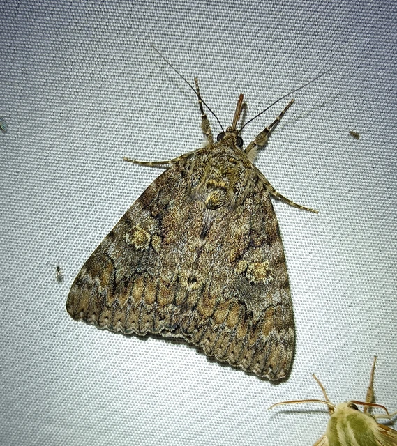 Catocala sponsa/dilecta
