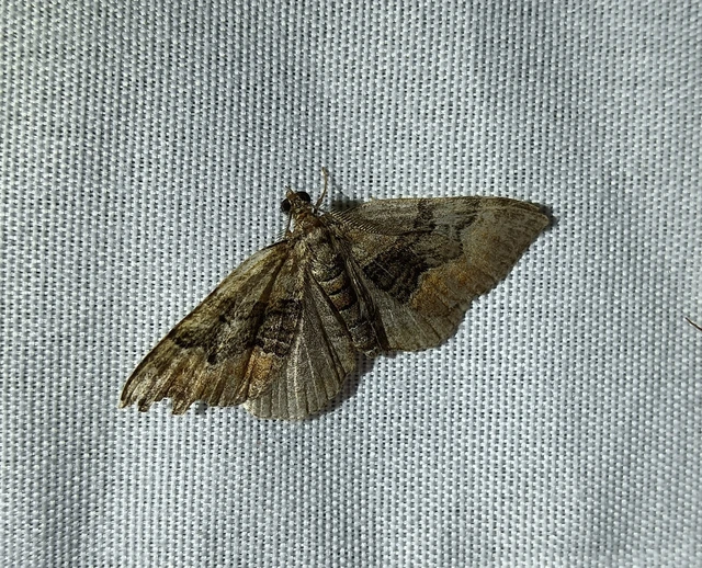 Xanthorhoe quadrifasiata - négysávos tarkaaraszoló