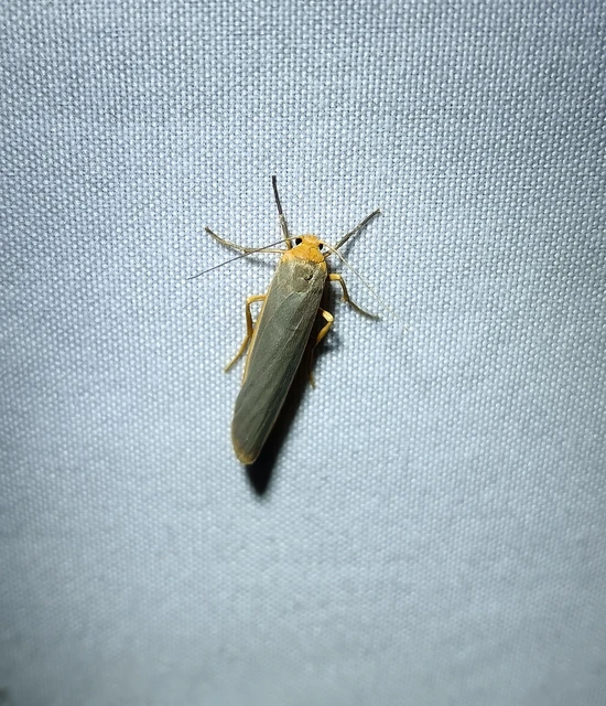 Eilema complana - közönséges zuzmószövő