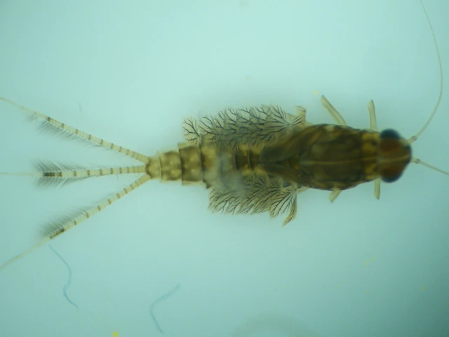 Cloeon dipterum - elevenszülő kérész