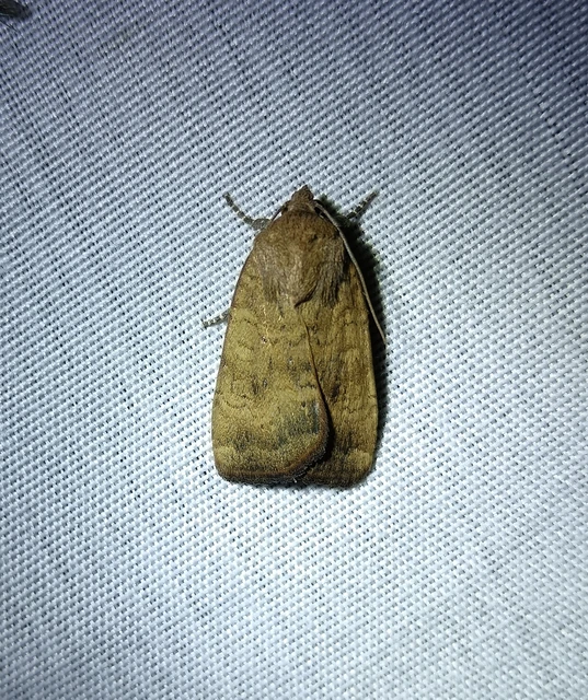 Noctua interjecta - zömök sárgafűbagoly