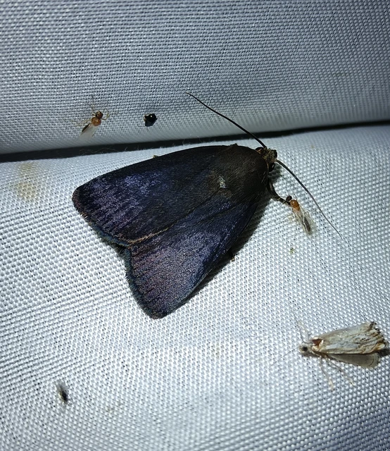 Amphipyra livida - zsírfényű bagoly