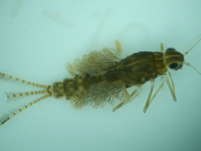 Cloeon dipterum - elevenszülő kérész