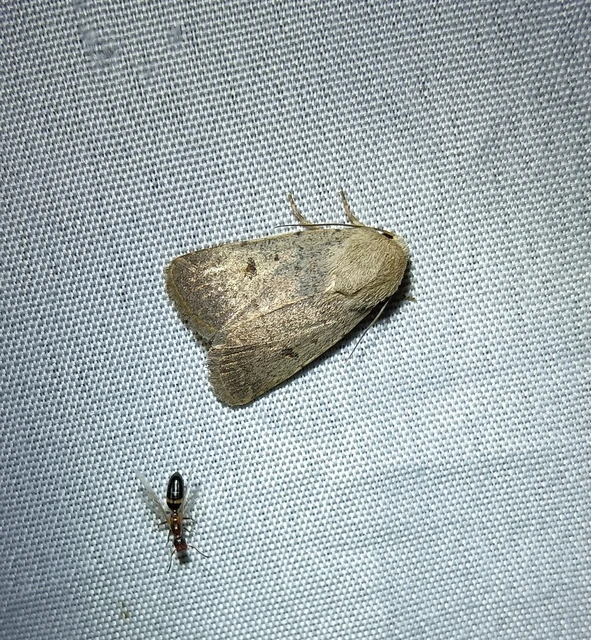 Platyperigea aspersa - homokszínű selymesbagoly