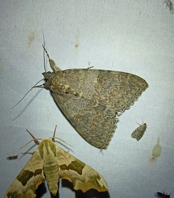 Catocala nupta - piros övesbagoly