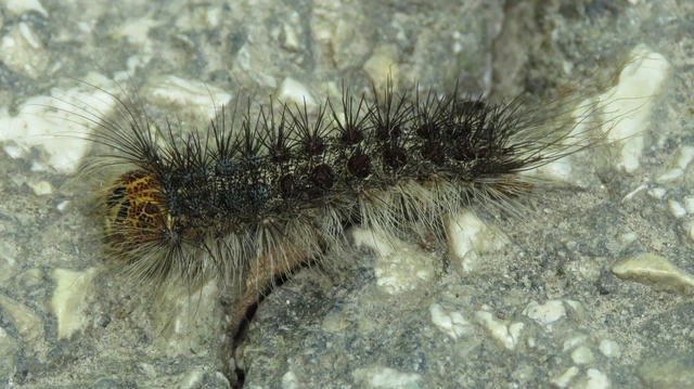 Lymantria dispar - gyapjaslepke