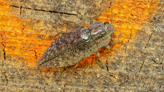 Dicerca