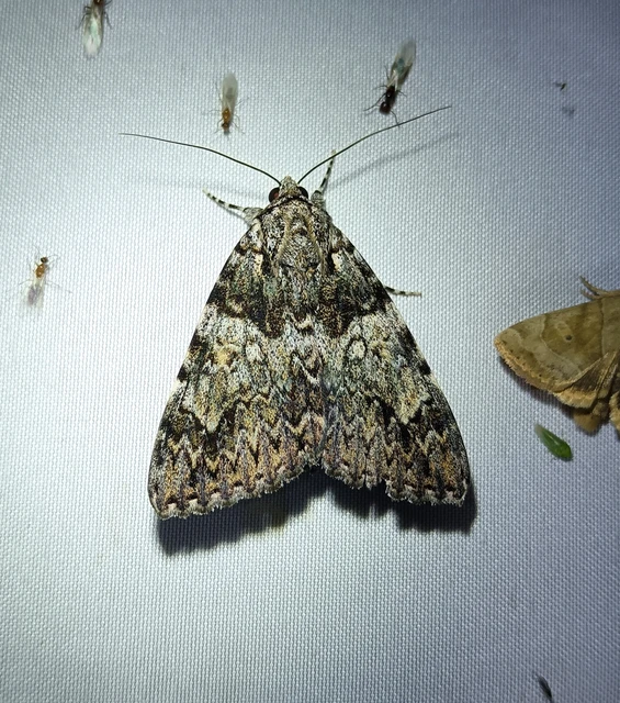 Catocala promissa - kis tölgyfa-övesbagoly