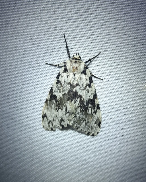 Lymantria monacha - apácalepke