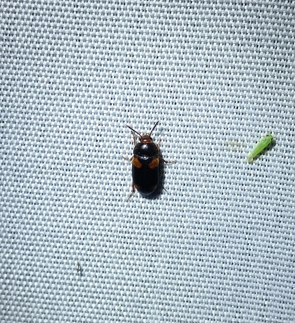 Mycetophagus quadripustulatus - négyfoltos gombabogár