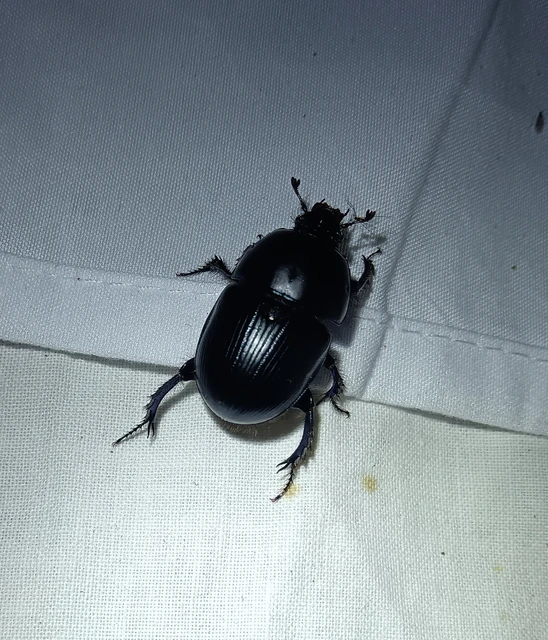 Geotrupidae - álganéjtúró-félék