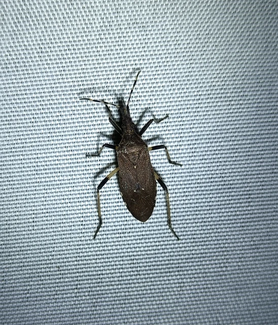 Dicranocephalus