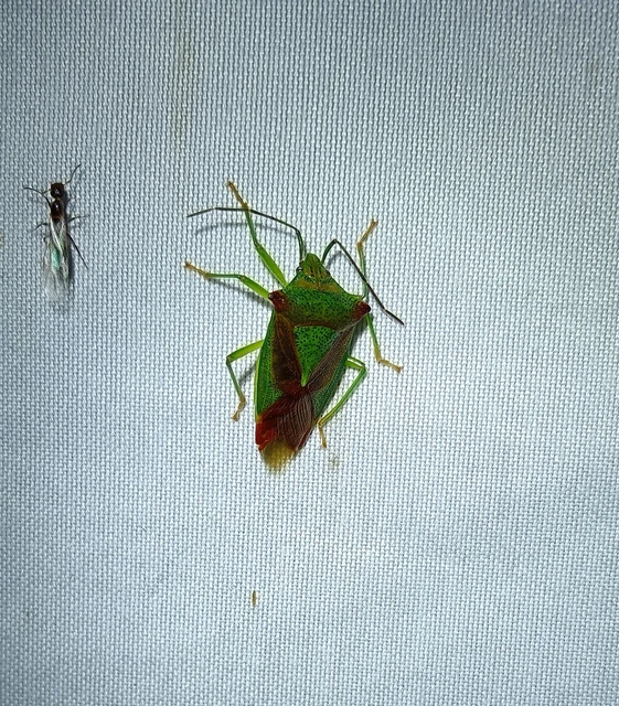Acanthosoma haemorrhoidale - nagy dajkapoloska Acanthosoma haemorrhoidale - nagy dajkapoloska