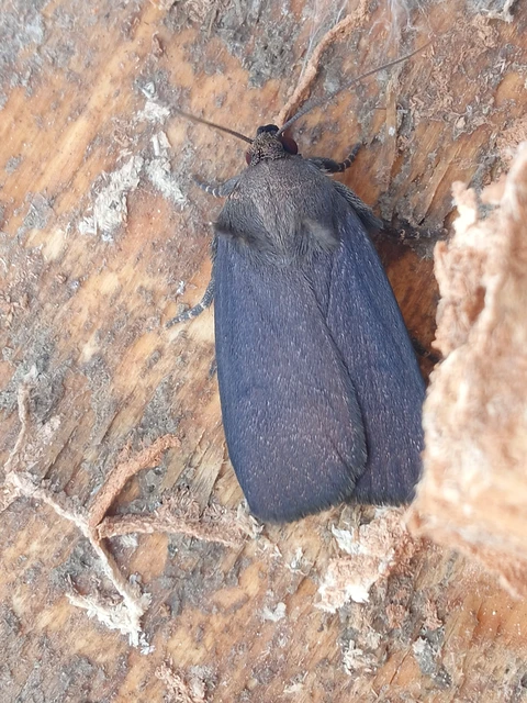 Amphipyra livida - zsírfényű bagoly