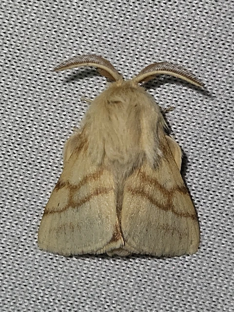 Malacosoma castrensis - kutyatejszövő
