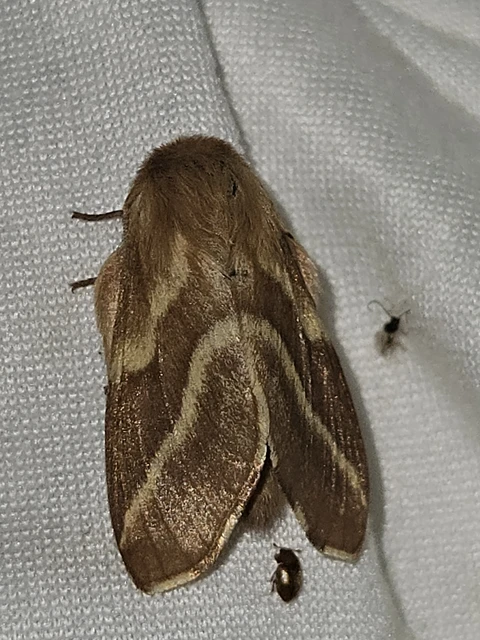 Malacosoma castrensis - kutyatejszövő