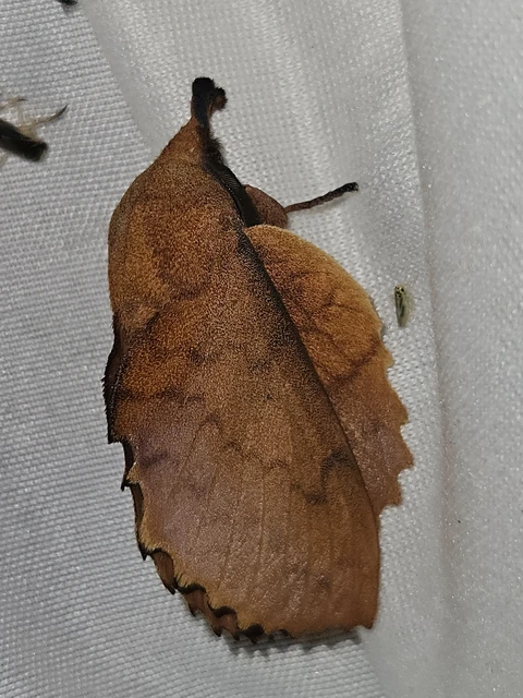 Gastropacha quercifolia - tölgylevélpohók