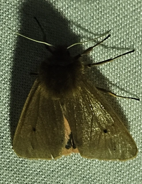 Phragmatobia fuliginosa - füstös medvelepke