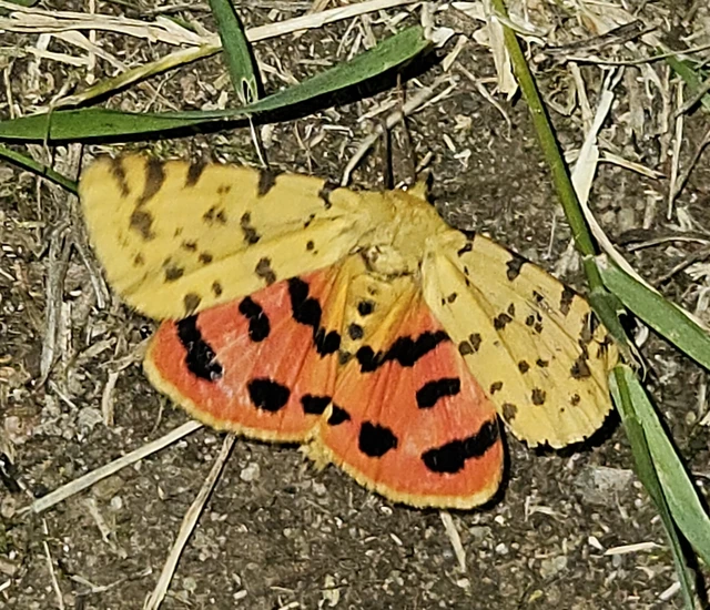 Rhyparia purpurata - bíborszínű medvelepke