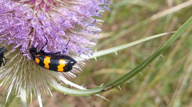 Mylabris variabilis - szalagos hólyaghúzó