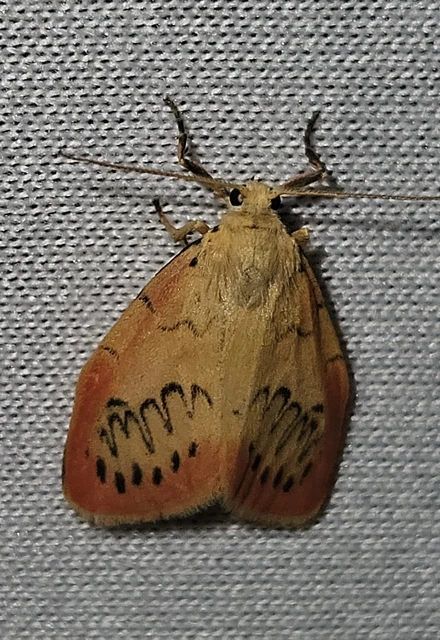 Miltochrista miniata - piros medvelepke