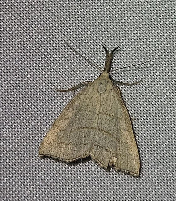 Polypogon tentacularia - sötétaljú karcsúbagoly