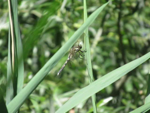 Orthetrum albistylum - fehérfarkú pásztorszitakötő