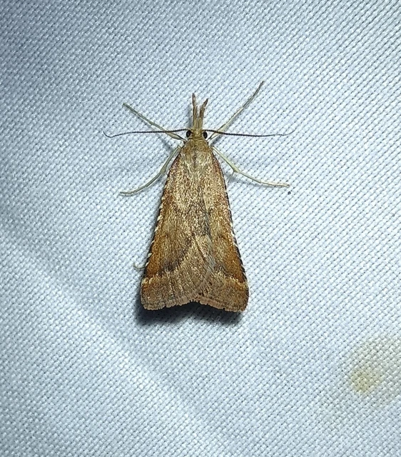 Synaphe punctalis - hosszúlábú fényilonca
