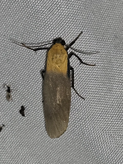 Lithosia quadra - négypettyes zuzmószövő