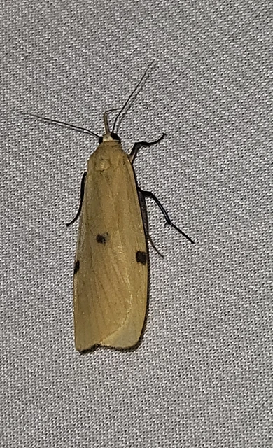Lithosia quadra - négypettyes zuzmószövő