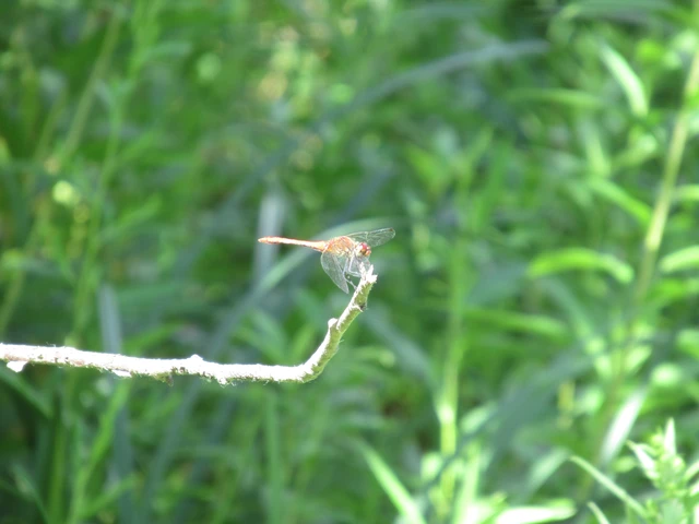 Sympetrum sanguineum - vörös katona-szitakötő