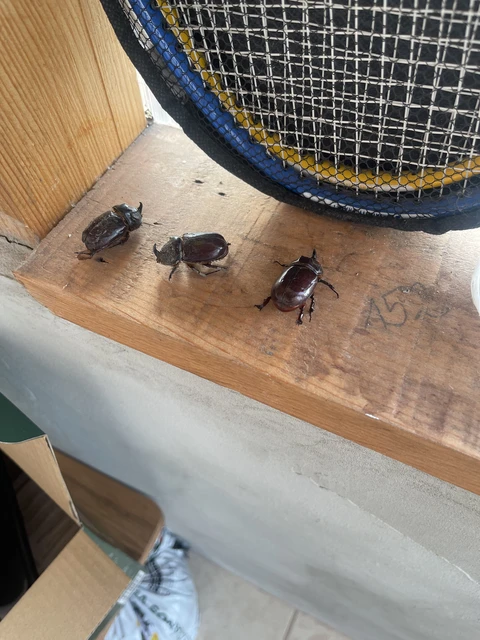 Oryctes nasicornis - orrszarvú bogár