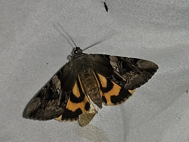 Catocala fulminea - galagonya-övesbagoly