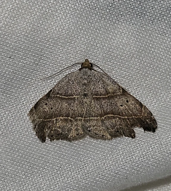 Laspeyria flexula - zuzmóbagoly