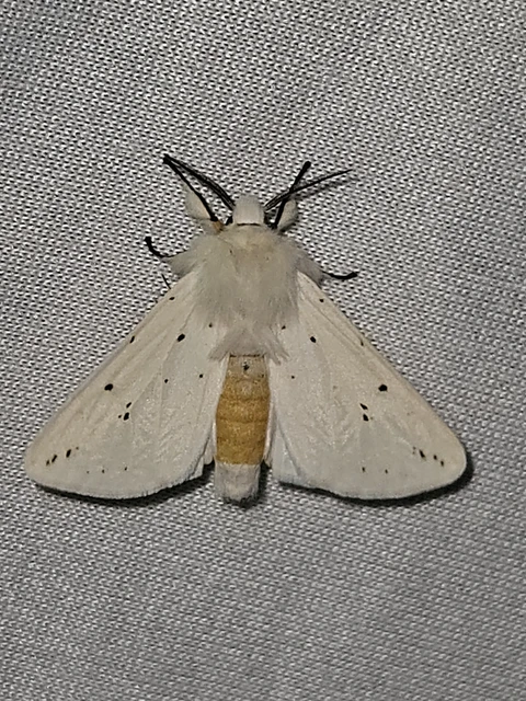 Spilosoma lubricipedum - tejszínű medvelepke