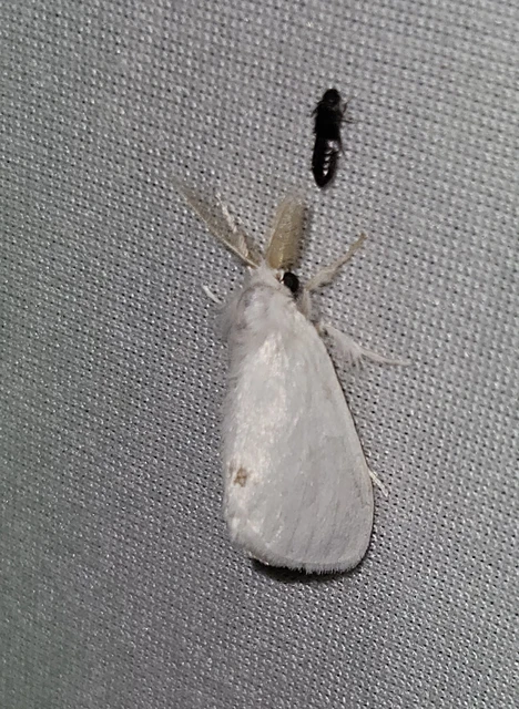 Sphrageidus similis - sárgafarú szövő