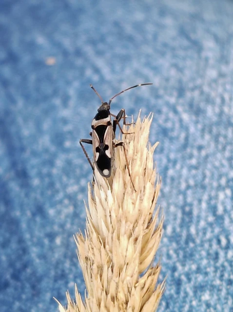 Raglius confusus
