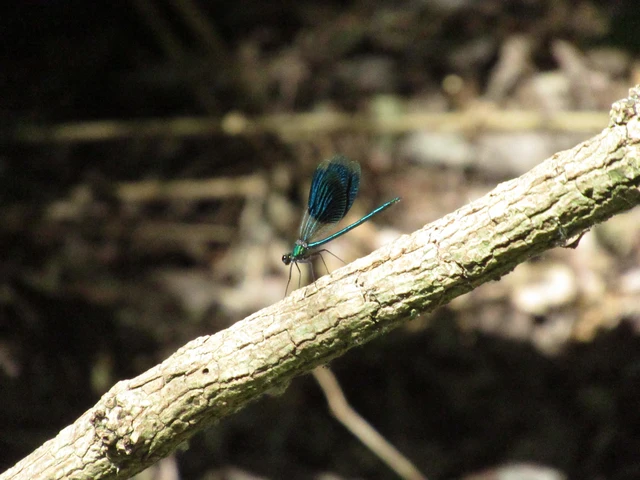 Calopteryx splendens - sávos szitakötő