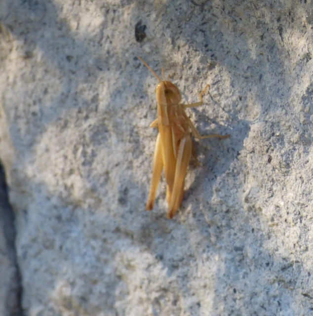 Euchorthippus declivus - rövidszárnyú rétisáska