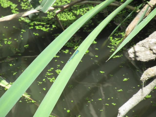 Coenagrion puella - azúrkék légivadász Coenagrion puella - azúrkék légivadász