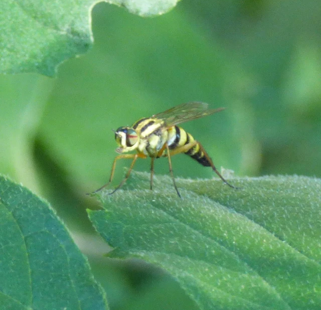 Diptera - Kétszárnyúak