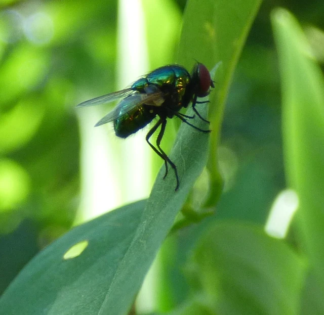 Diptera - Kétszárnyúak