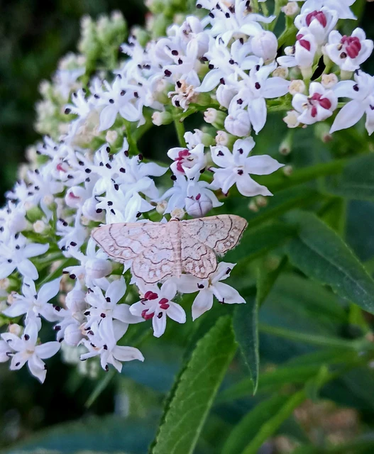 Idaea moniliata - gyöngyös apróaraszoló